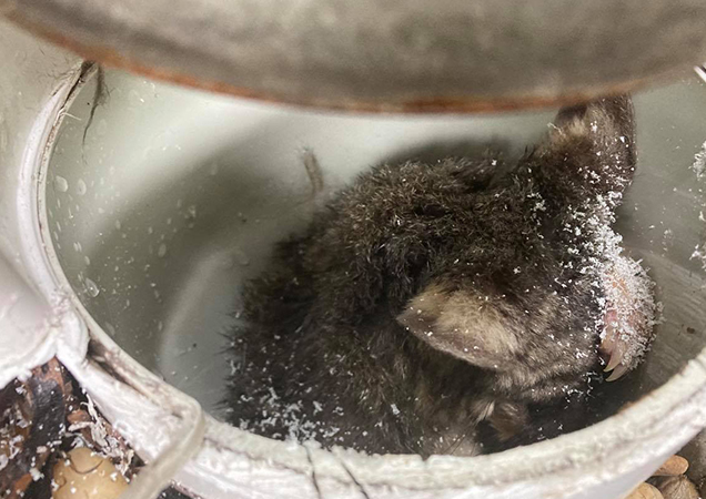 Possum Rescue